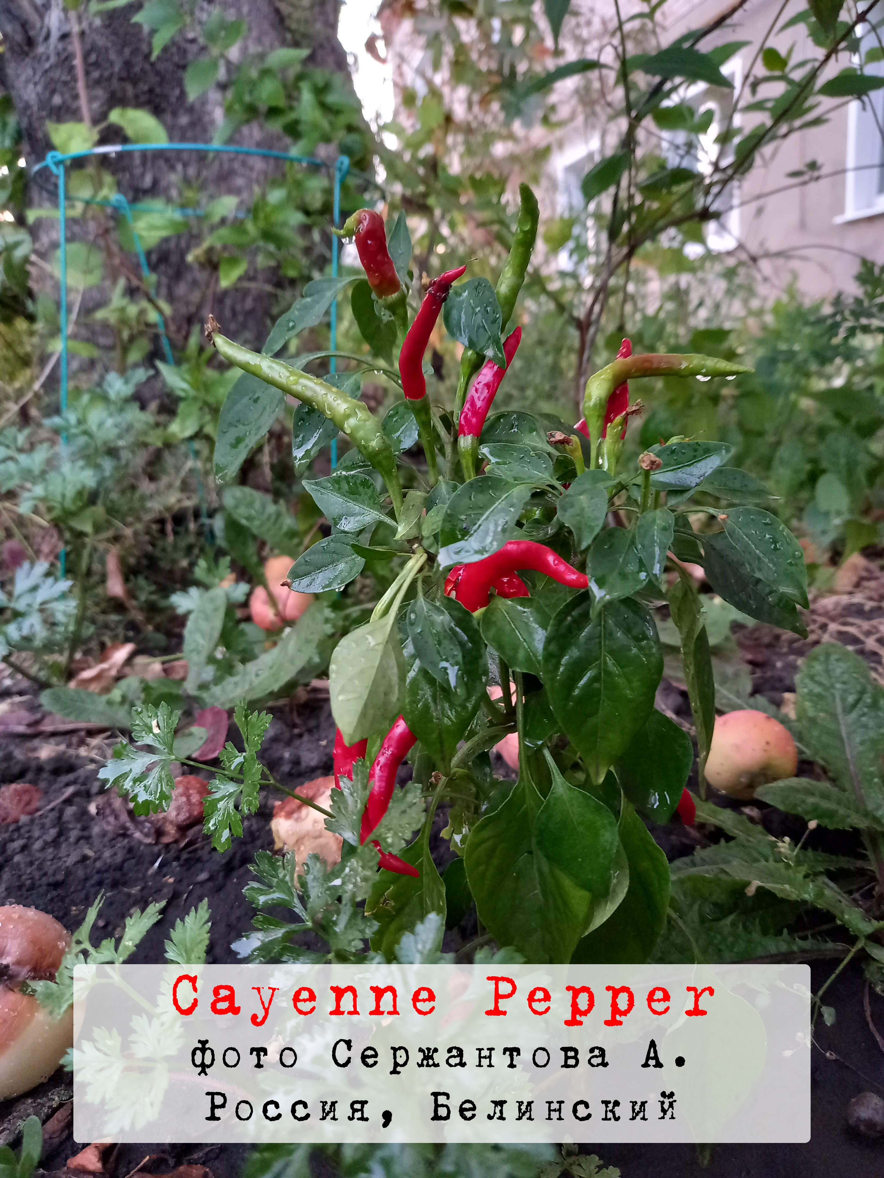 Cayenne, pepper, Кайенский, перец, чили, польза, похудение