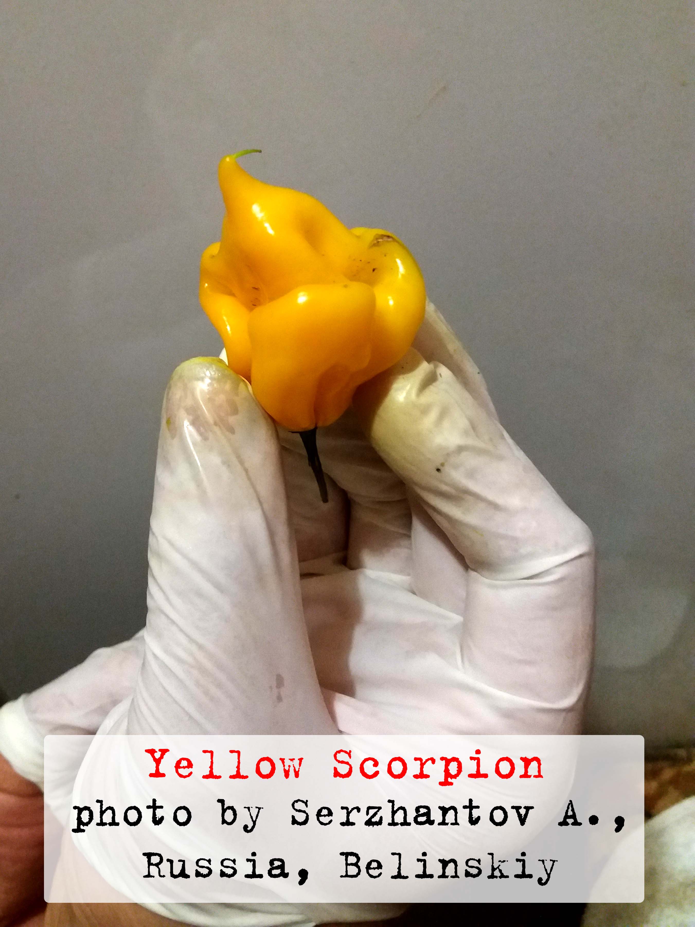 скорпион, желтый, yellow, scorpion, мозг, жгучесть, капсаицин