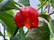 Trinidad Sunrise Scorpion